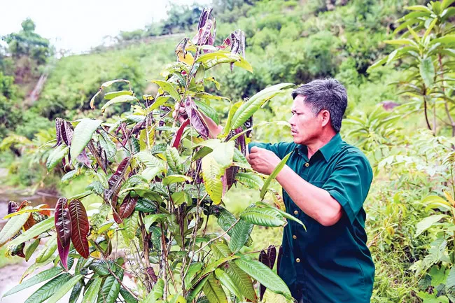 Hoa thoát nghèo của người vùng cao ảnh 2 Hoa thoát nghèo của người vùng cao ảnh 2