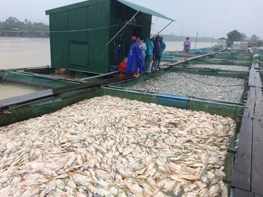 Nước mắt rơi giữa dòng lũ dữ ảnh 3 Nước mắt bên sông Bồ ảnh 2