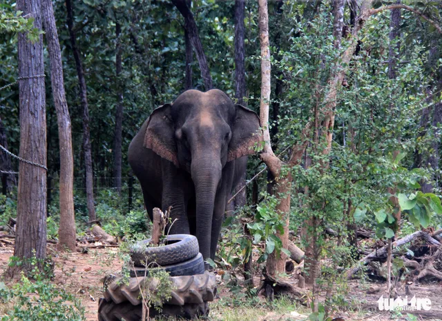 Rừng suy giảm, voi rừng liên tục tấn công, phá hoại cây trồng - Ảnh 1. Rừng suy giảm, voi rừng liên tục tấn công, phá hoại cây trồng - Ảnh 1.