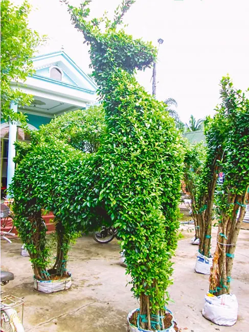 Tạc tượng cho cây ảnh 1 Tạc tượng cho cây ảnh 1