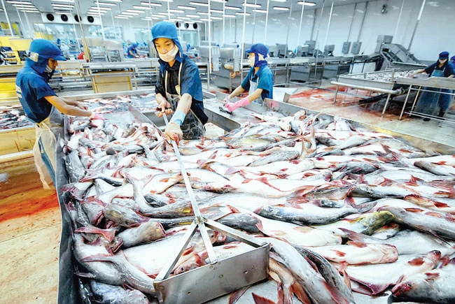 Cổ đông “vua cá tra” HVG lao đao ảnh 1 Cổ đông “vua cá tra” HVG lao đao ảnh 1