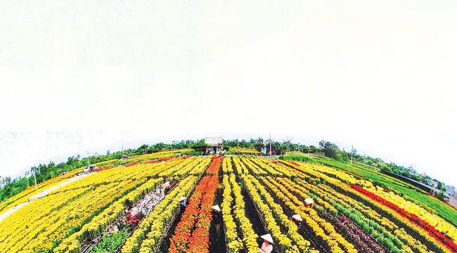 Nôn nao vị Tết miệt vườn ảnh 1 Nôn nao vị Tết miệt vườn ảnh 1