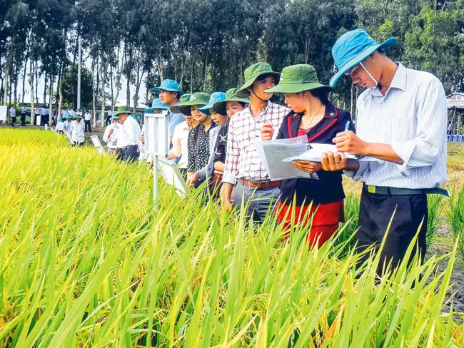 TT Giống nông nghiệp Hậu Giang: Tạo niềm tin từ chất lượng sản phẩm ảnh 1 TT Giống nông nghiệp Hậu Giang: Tạo niềm tin từ chất lượng sản phẩm ảnh 1