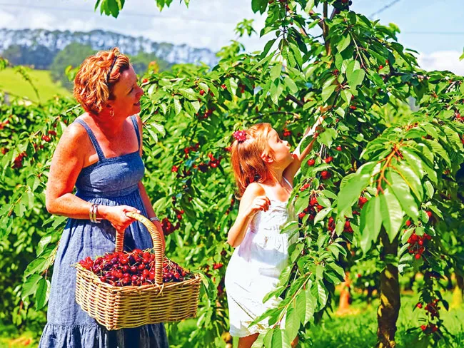 Australia - Làm giàu từ nông nghiệp ảnh 3 Australia - Làm giàu từ nông nghiệp ảnh 3