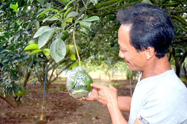 Ngọt ngào bưởi Tân Triều ảnh 1 Ngọt ngào bưởi Tân Triều ảnh 1