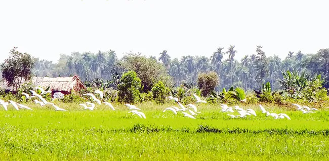 Những nẻo đường quê lạ ảnh 1 Những nẻo đường quê lạ ảnh 1