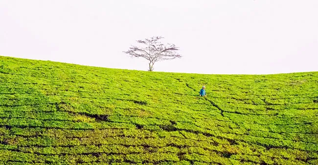 Tạo dáng cho đồi chè ảnh 2 Tạo dáng cho đồi chè ảnh 2