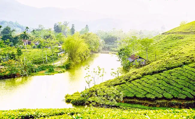 Tạo dáng cho đồi chè ảnh 3 Tạo dáng cho đồi chè ảnh 3