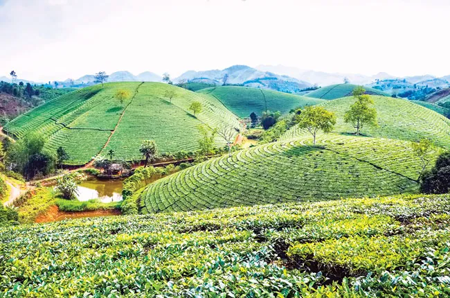 Tạo dáng cho đồi chè ảnh 6 Tạo dáng cho đồi chè ảnh 6