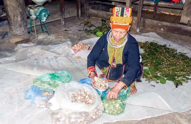 Kỳ 2: “Bén duyên” với thuốc Nam ảnh 2 Kỳ 2: “Bén duyên” với thuốc Nam ảnh 2