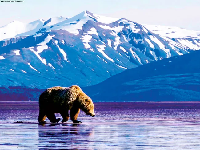 Alaska kho báu nước Mỹ ảnh 5 Alaska kho báu nước Mỹ ảnh 5