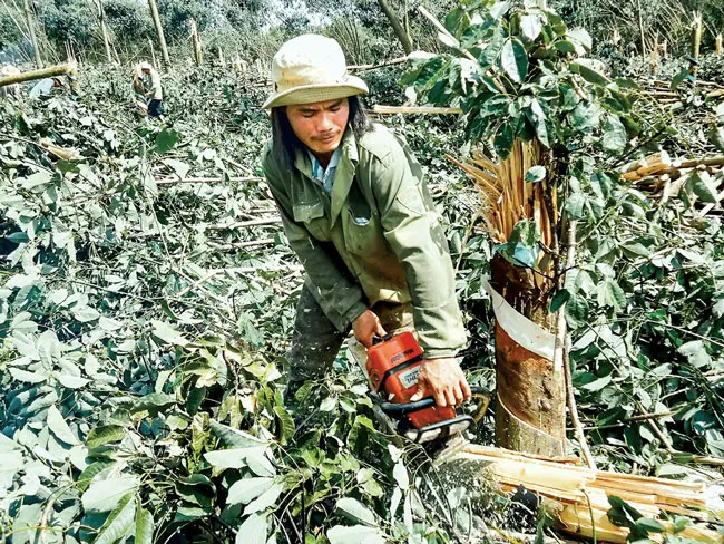 Thiếu hoạch định cũng như giải pháp thị trường, nông dân phải đầu tư tự phát, nên lâu nay cứ vào vòng luẩn quẩn chặt-trồng-chặt.