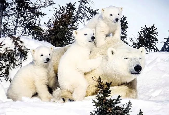 Alaska, điểm du lịch hấp dẫn ảnh 2 Alaska, điểm du lịch hấp dẫn ảnh 2
