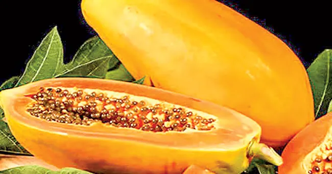 Đu đủ - bồi bổ và dưỡng sinh ảnh 2