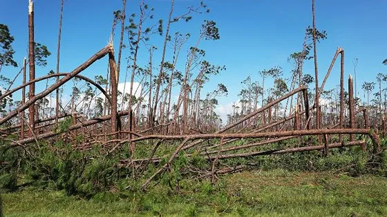 Siêu bão Michael tấn công Florida: 17 người chết, một căn cứ quân sự bị san bằng, cả thị trấn bị xóa sổ ảnh 34