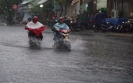 TPHCM mưa lớn, cây xanh bật gốc ngã đè người đi đường tử vong ảnh 8 TPHCM mưa lớn, cây xanh bật gốc ngã đè người đi đường tử vong ảnh 7