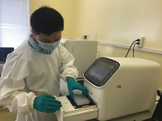 Dịch tả heo châu Phi không lây sang người ảnh 1 Dịch tả heo châu Phi không lây sang người ảnh 1