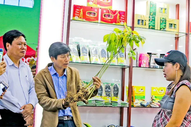 Cây tiền tỷ sâm Ngọc Linh ảnh 1 Cây tiền tỷ sâm Ngọc Linh ảnh 1