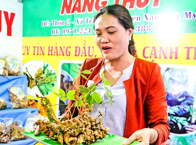 Cây tiền tỷ sâm Ngọc Linh ảnh 2 Cây tiền tỷ sâm Ngọc Linh ảnh 2