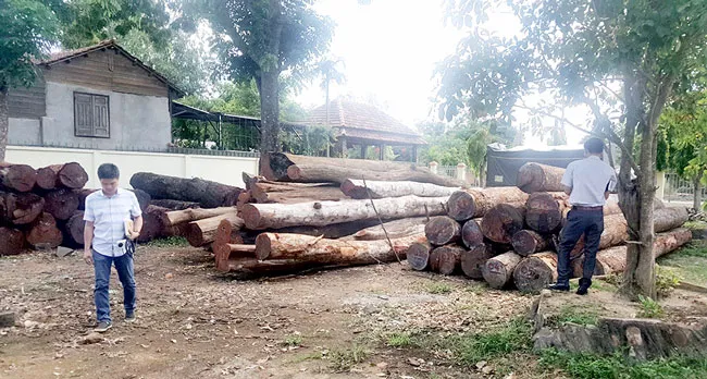 Ngang nhiên mua bán trái phép gỗ quý hiếm ảnh 1 Ngang nhiên mua bán trái phép gỗ quý hiếm ảnh 1