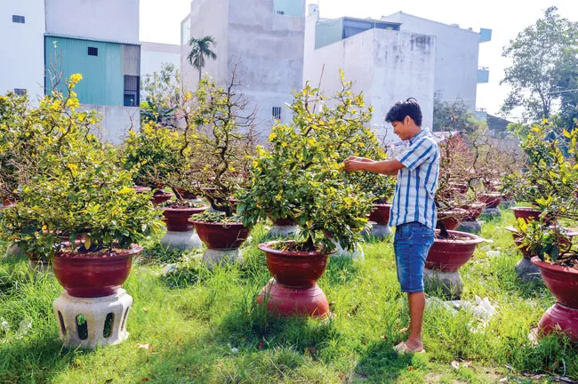 Kiếm tiền lai rai nhờ trồng mai Tết ảnh 1 Kiếm tiền lai rai nhờ trồng mai Tết ảnh 1