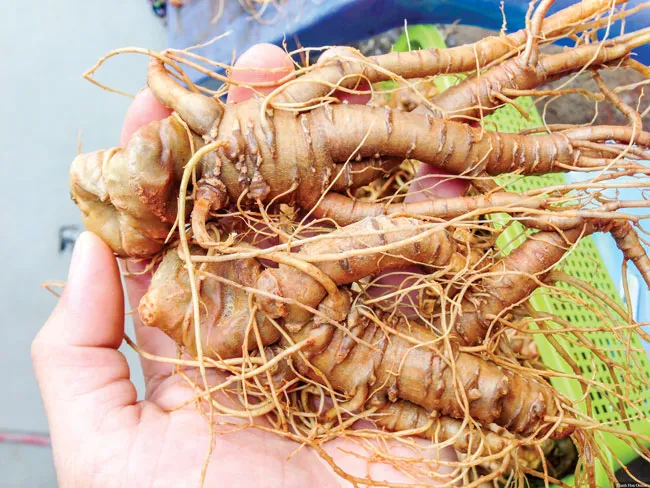 Công dụng củ tam thất ảnh 2 Công dụng củ tam thất ảnh 2