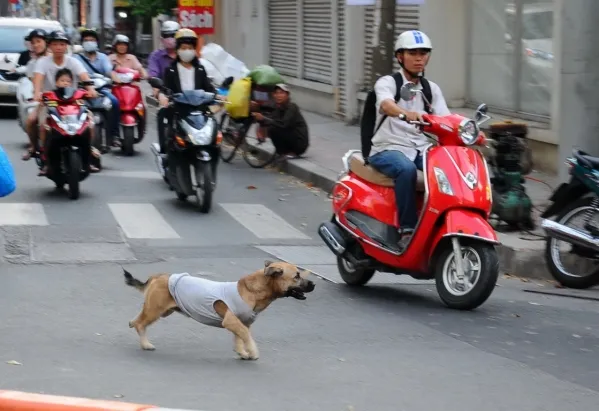Việc chó thả rông, không đeo rọ mõm khi ra đường vẫn diễn ra khắp nơi. Ảnh: ĐOÀN HIỆP