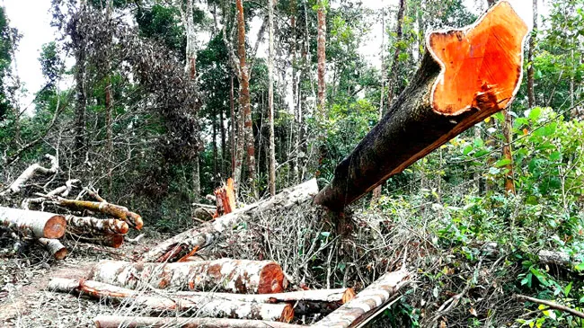 Xà xẻo tiền dịch vụ môi trường rừng ảnh 1 Xà xẻo tiền dịch vụ môi trường rừng ảnh 1