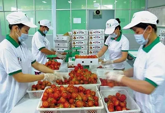 Xuất vào Trung Quốc ngày khắt khe