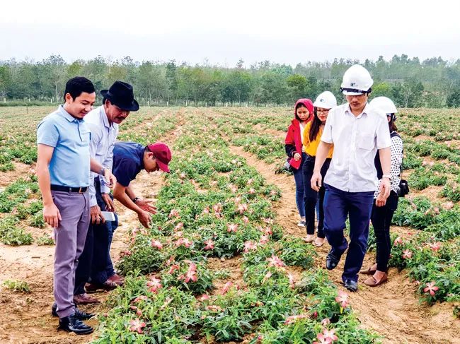 Sâm Bố Chính tái sinh ảnh 2 Sâm Bố Chính tái sinh ảnh 2