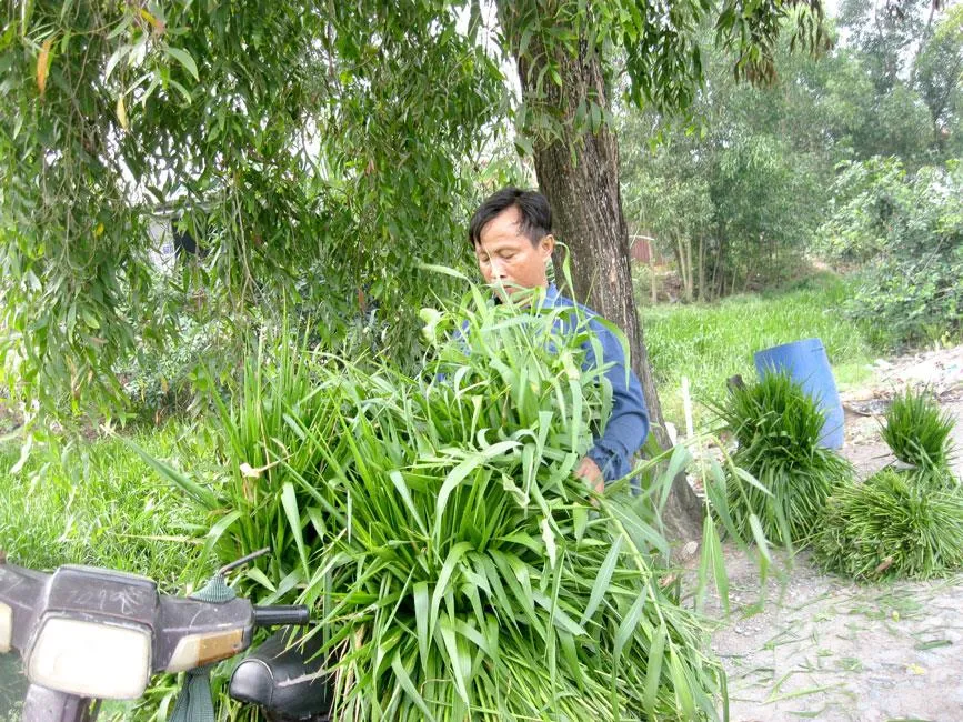 An Phú Hưng sau 2 năm xóa treo ảnh 2 An Phú Hưng sau 2 năm xóa treo ảnh 2