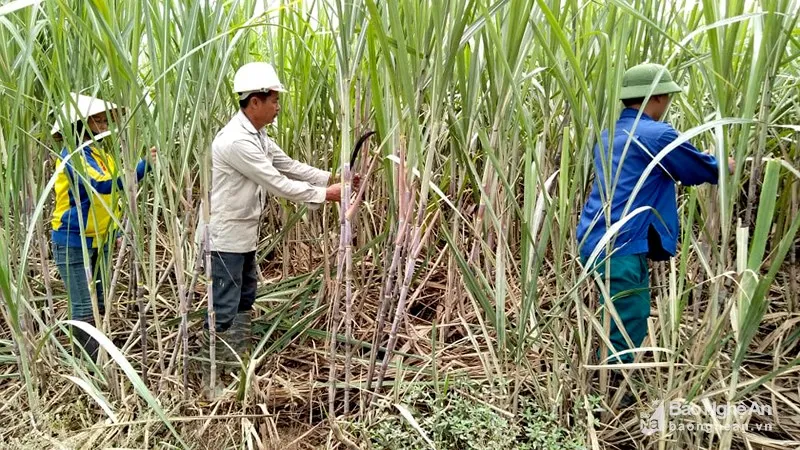Bảo hộ mía đường lợi bất cập hại