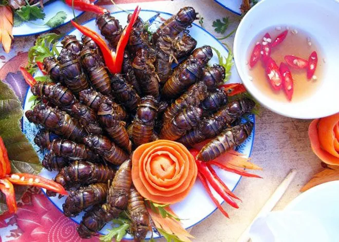 Săn nhộng ve sầu ảnh 2 Săn nhộng ve sầu ảnh 2