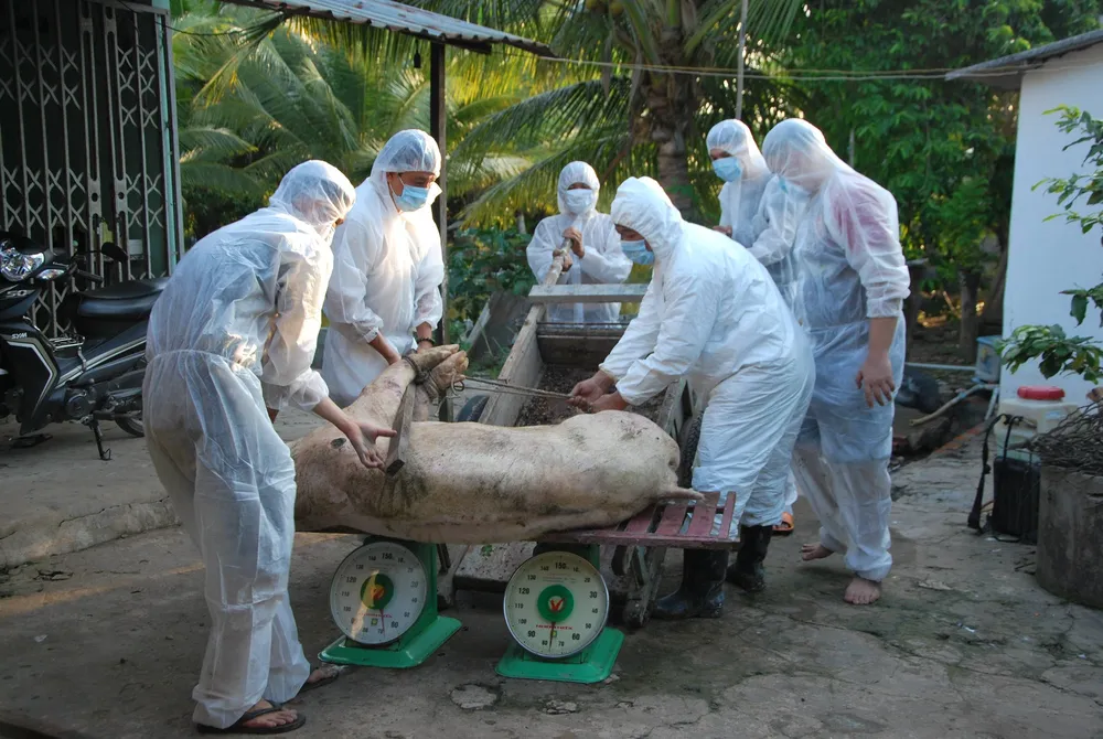 Hỗ trợ hơn 357 tỷ đồng cho người chăn nuôi bị thiệt hại do dịch tả heo