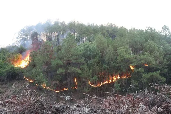 Cây lương thực khô cháy, chết dần vì hạn hán kéo dài ở khu vực Trung Trung bộ ảnh 1