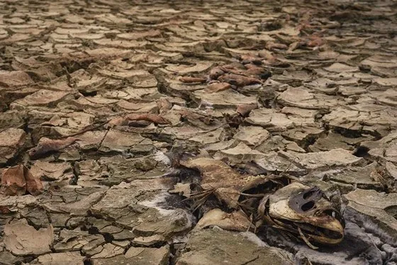 Cây lương thực khô cháy, chết dần vì hạn hán kéo dài ở khu vực Trung Trung bộ ảnh 8