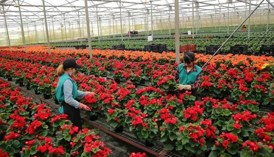 Ấn tượng nông nghiệp công nghệ cao ảnh 1 Ấn tượng nông nghiệp công nghệ cao ảnh 1