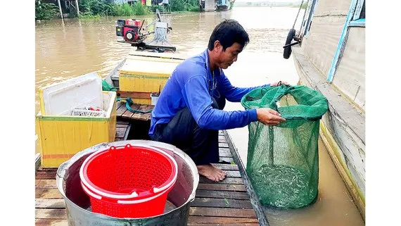 Rục rịch lũ muộn  Cá linh non ra chợ hiện có giá 150.000 đồng/kg