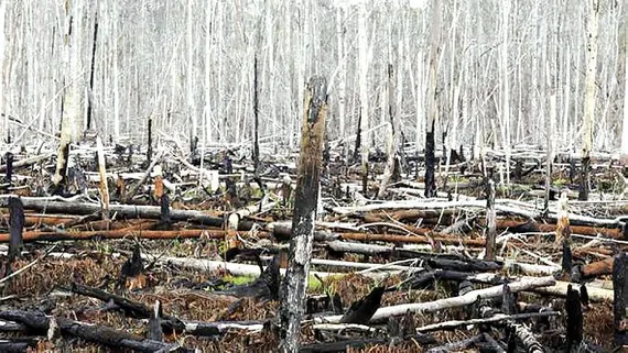 Nhiều “ông lớn” lỡ mục tiêu về chống phá rừng Phá rừng được xem là một trong các nguyên nhân chính gây biến đổi khí hậu
