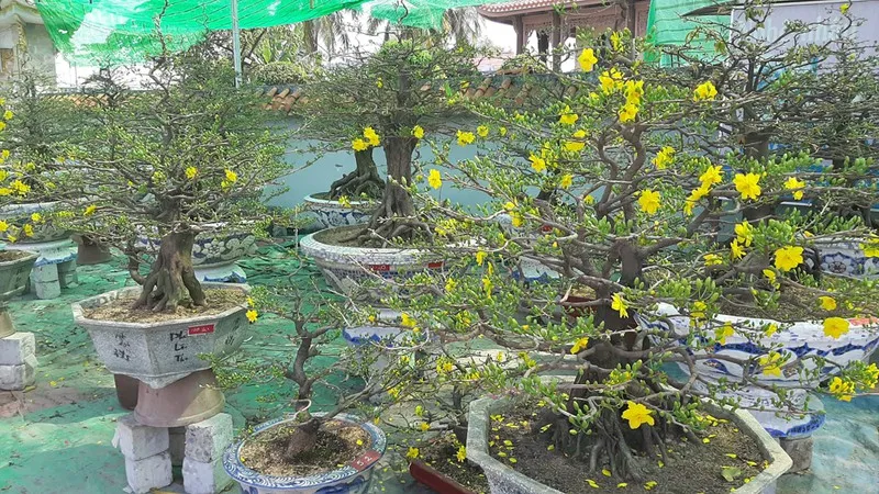 hoa lan tăng giá vẫn được người mua lựa chọn hình 2 hoa lan tang gia van duoc nguoi mua lua chon hinh 2