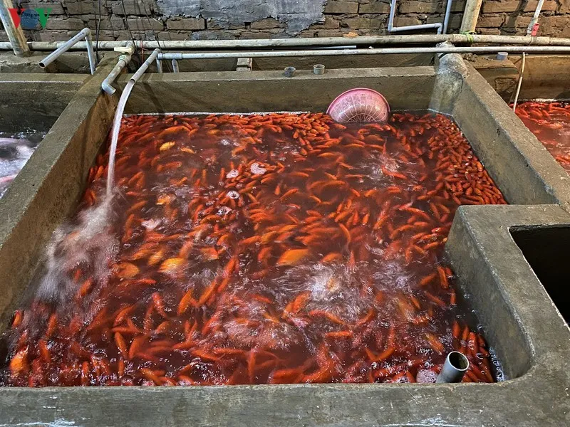 chợ cá sở thượng nhộn nhịp trước tết ông công ông táo hình 5 cho ca so thuong nhon nhip truoc tet ong cong ong tao hinh 5