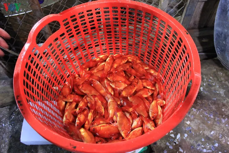 chợ cá sở thượng nhộn nhịp trước tết ông công ông táo hình 10 cho ca so thuong nhon nhip truoc tet ong cong ong tao hinh 10