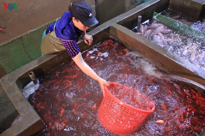 chợ cá sở thượng nhộn nhịp trước tết ông công ông táo hình 11 cho ca so thuong nhon nhip truoc tet ong cong ong tao hinh 11