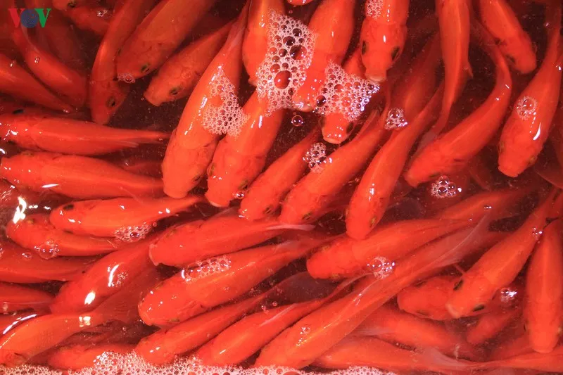 chợ cá sở thượng nhộn nhịp trước tết ông công ông táo hình 3 cho ca so thuong nhon nhip truoc tet ong cong ong tao hinh 3