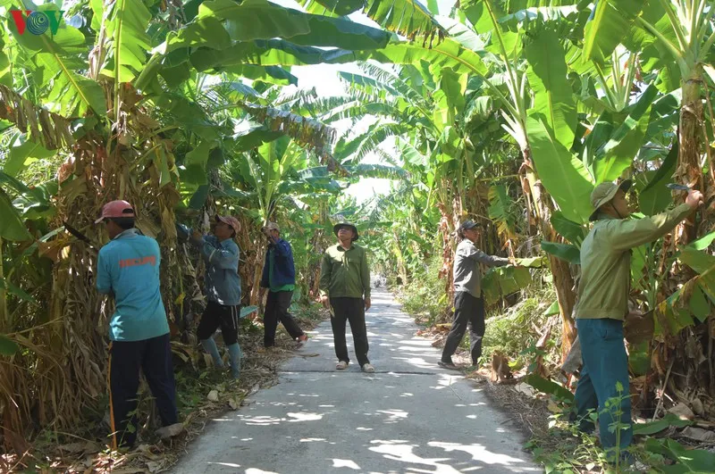 anh: "canh lua" noi dat rung u minh ha hinh 12