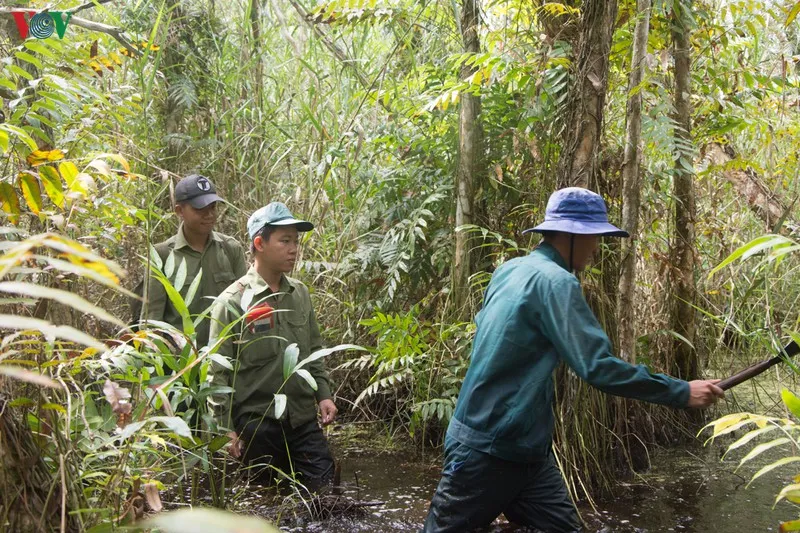 anh: "canh lua" noi dat rung u minh ha hinh 2