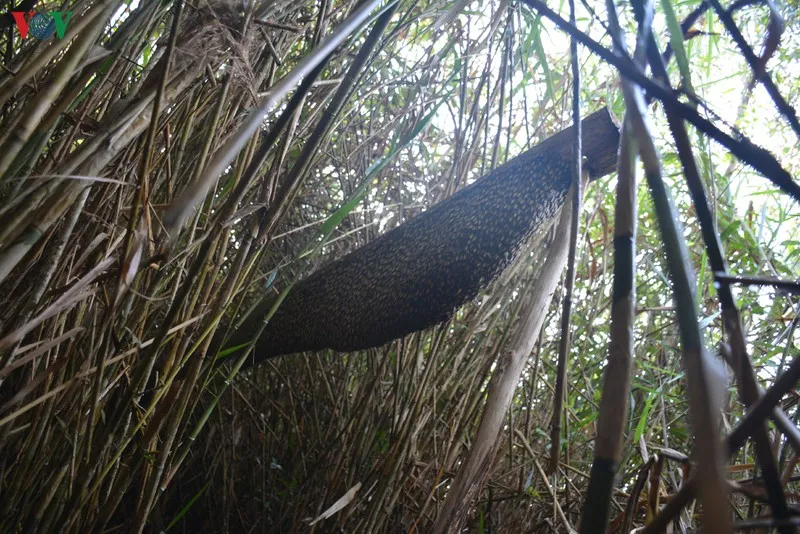 anh: "canh lua" noi dat rung u minh ha hinh 4