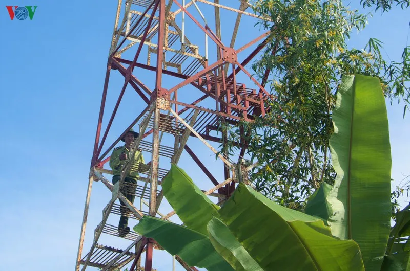 anh: "canh lua" noi dat rung u minh ha hinh 5