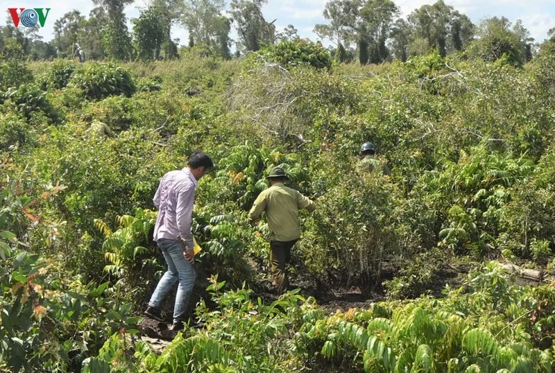 anh: "canh lua" noi dat rung u minh ha hinh 7