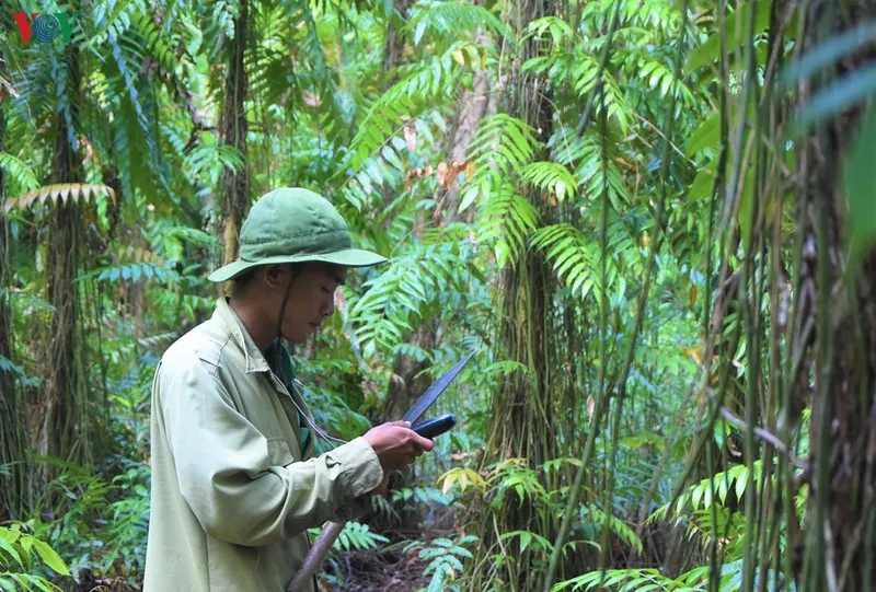 anh: "canh lua" noi dat rung u minh ha hinh 8